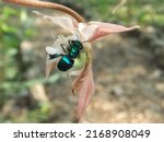 Orchid Bee (Euglossa mixta) on Gongora maculata pale pink flower isolated on a natural green background