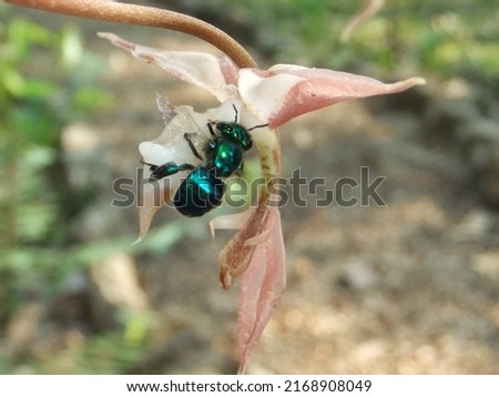 Orchid Bee (Euglossa mixta) on Gongora maculata pale pink flower isolated on a natural green background