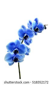 Orchid blue beautiful flower and white background
