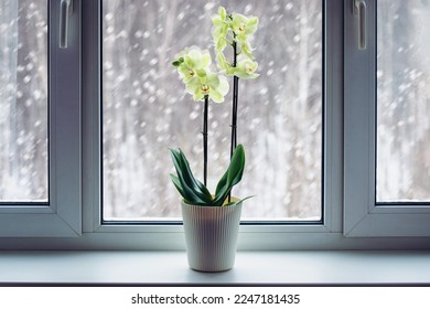 Orchid booming on windowsill in winter, Phalaenopsis plant care, flowering houseplants in cold season - Shutterstock ID 2247181435