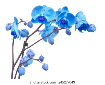 orchid branch  with blue flowers isolated on white background