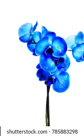 Orchid Branch with Blue Flowers isolated on white background.