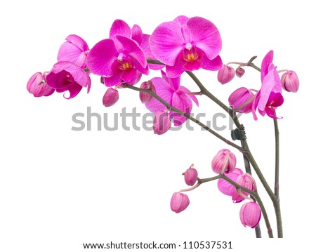 orchid branch  with violet flowers isolated on white background