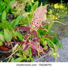 Orchid brown