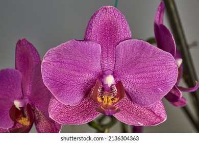 The orchid bud blossomed and turned into a beautiful flower. Orchids, also Orchidaceae (lat. Orchidaceae) are the largest family of monocotyledonous plants.