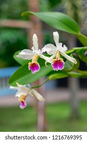 Orchid - Cattleya rex