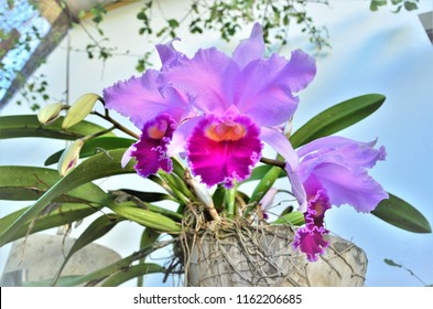 Orchid Cattleya Trianae In Backyard