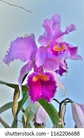 Orchid Cattleya Trianae In The Backyard