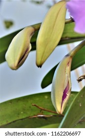 Orchid Cattleya Trianae Bud Blossoming