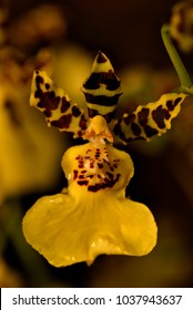 Orchid Close Up