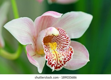 orchid close up