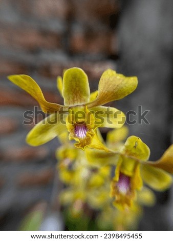 Orchid dendrobium Gavin brown with blur background 