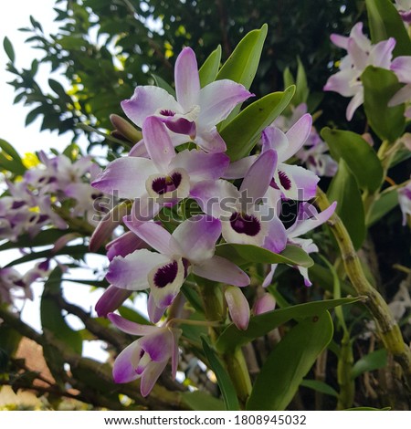 Orchid dendrobium nobile, New Hamburg, Brazil