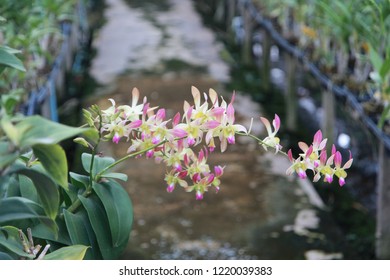 Orchid Farm.Many Flowering Orchids Are Reaching The Flowering Season.On The Farm There Are Ferns And Moss.