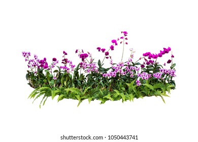 Orchid Flower Bush Tree Isolated Tropical Plant With Clipping Path