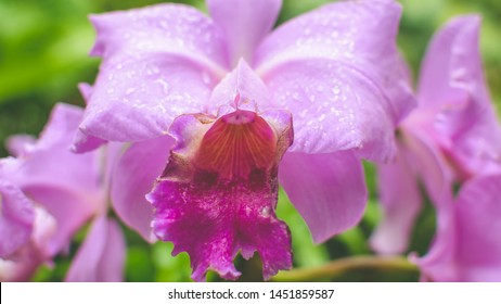 Orchid Flower Close Up A, Shallow Depth Of Field Nature Flora Photography