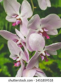 Orchid Flower Close Up B, Shallow Depth Of Field Nature Flora Photography