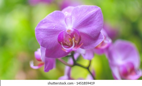 Orchid Flower Close Up C, Shallow Depth Of Field Nature Flora Photography