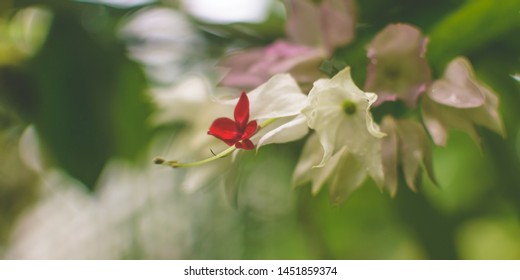 Orchid Flower Close Up D, Shallow Depth Of Field Nature Flora Photography