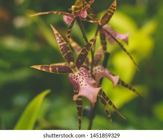 Orchid Flower Close Up E, Shallow Depth Of Field Nature Flora Photography