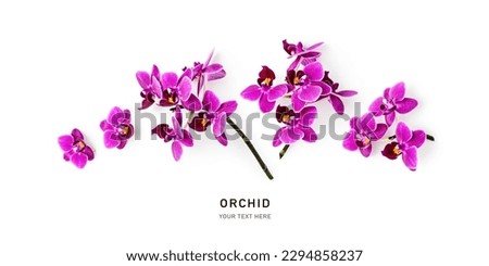 Orchid flower creative composition and layout isolated on white background. Floral collection with pink tropical small flowers. Nature and holiday concept. Top view, flat lay. Design element

