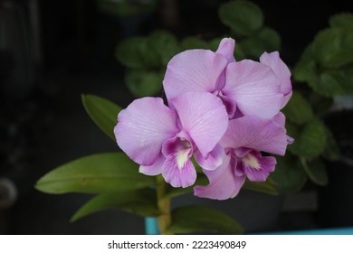 Orchid Flower Floral Closeup Plant