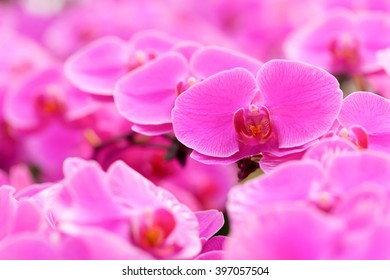 orchid flower in the garden