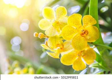 Orchid flower in garden at winter or spring day for postcard beauty and agriculture idea concept design. Vanda Orchid.