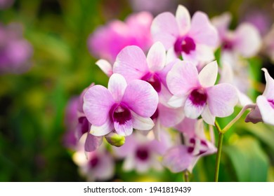Orchid flower in orchid garden at winter or spring day. Orchid flower for postcard beauty and agriculture design. Beautiful orchid flower in garden, in full bloom in farm, on green nature blur backgro
