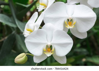 Orchid flower in garden at winter or spring day for postcard beauty and agriculture idea concept design. Phalaenopsis Orchid.