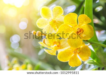 Orchid flower in garden at winter or spring day for Christmas and Happy new year 2021 postcard design. Vanda Orchid.