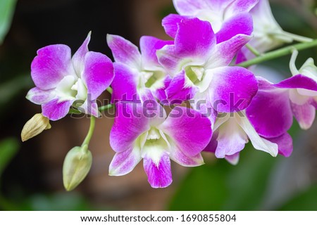 Orchid flower in orchid garden at winter or spring day for beauty and agriculture concept design. Dendrobium Orchidaceae.

