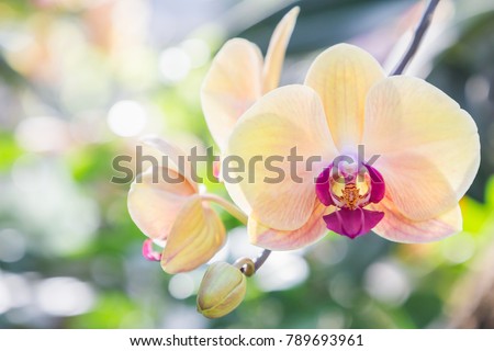 Orchid flower in garden at winter or spring day for Christmas and Happy new year 2022 postcard design. Thai orchids. Phalaenopsis orchid.
