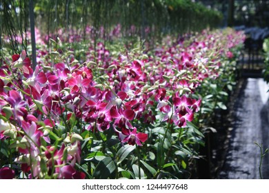 orchid flower greenhouse - Shutterstock ID 1244497648