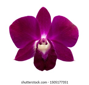 166,038 Red orchid Images, Stock Photos & Vectors | Shutterstock