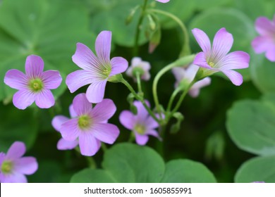 40,878 Micro flower Images, Stock Photos & Vectors | Shutterstock