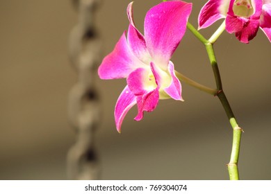 orchid flower in nature