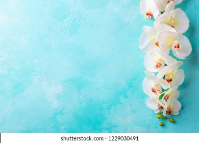 Orchid Flower On Blue Background. Top View. Copy Space.