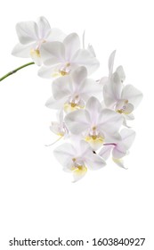 Orchid flower on a white background. Copy space for text. - Shutterstock ID 1603840927