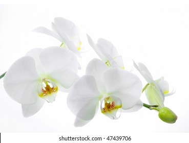 Orchid Flower On A White Background