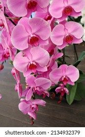 Orchid flower. Orchidaceae. pink orchid.  Beautiful flower garden. Chiang Mai, Thailand. Blooming orchids. Phalaenopsis Orchids. orchids in the garden.
