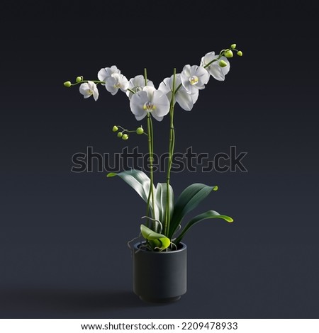 Orchid flower in pot on dark background. Background for design and decoration. Many uses!