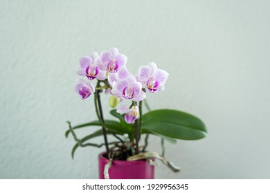 Orchid Flower In Pt On White Background