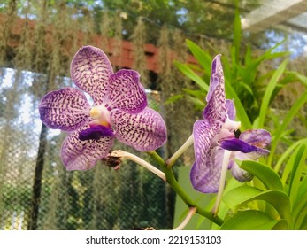 Orchid Flower Purple Orchid Flower