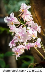 Orchid Flower, Rare Species. Tropical Floral Background