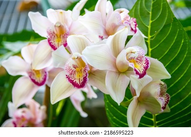 Orchid Flower, Rare Species. Tropical Floral Background