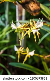 Orchid Flower, Rare Species. Tropical Floral Background