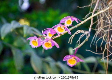 Orchid Flower, Rare Species. Tropical Floral Background