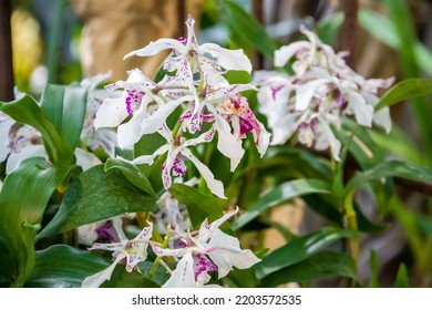 Orchid Flower, Rare Species. Tropical Floral Background