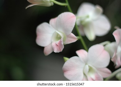 the orchid flower in south east asia - Shutterstock ID 1515615347